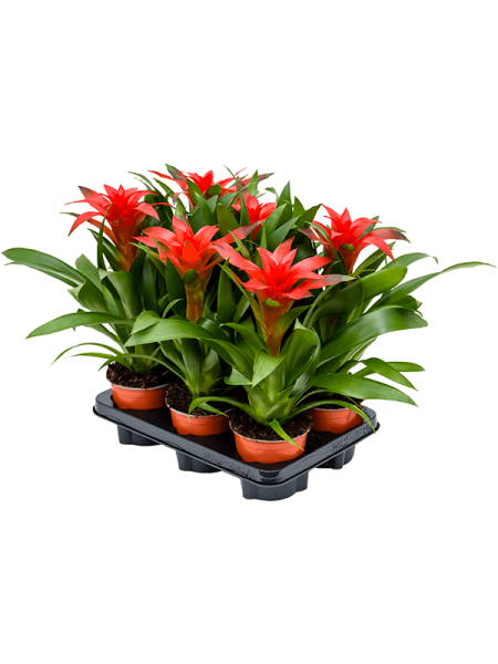 Гузмания 'Calypso' 6/tray  H45×W25 D12×11 см 