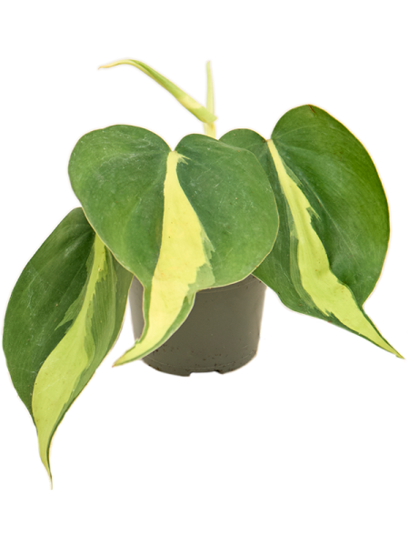 Филодендрон Scandens 'Brasil' 12/tray  H12×W10 D6×5 см 