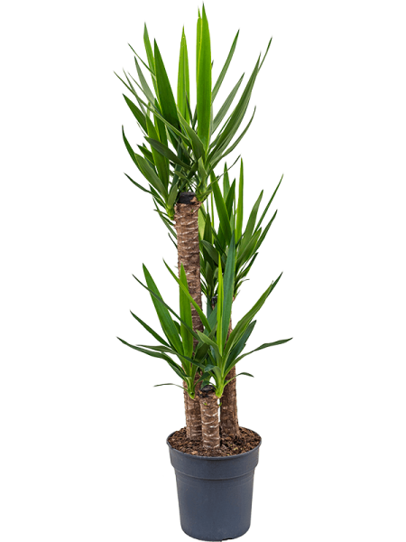 Юкка Elephantipes  H140×W60 D27×25 см 