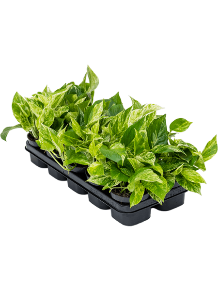 Сциндапсус Эпипремнум 'Marble Queen' 10/tray  H20×W25 D12×10 см 