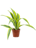 Драцена Fragrans 'Lemon Lime' 10/tray  H27×W25 D12×10 см 