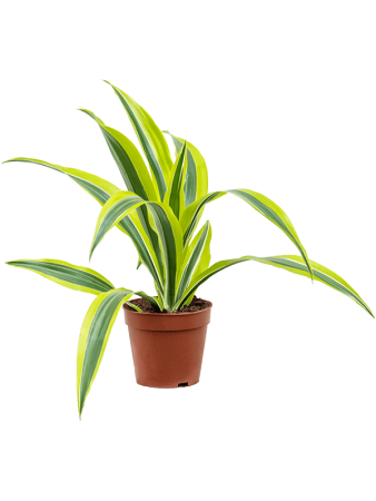 Драцена Fragrans 'Lemon Lime' 10/tray  H27×W25 D12×10 см 