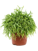 Рипсалис Baccifera 'Oasis' 6/tray  H20×W20 D12×11 см 