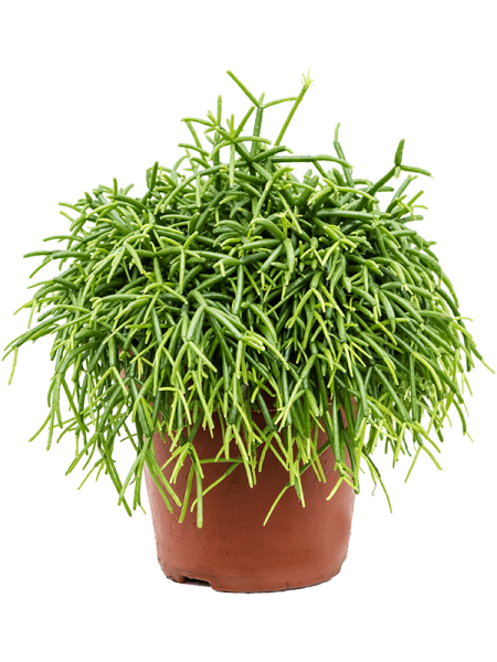 Рипсалис Baccifera 'Oasis' 6/tray  H20×W20 D12×11 см 