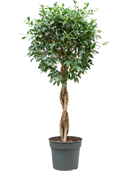 Фикус Мелкоплодный ‘Nitida’  H160×W55 D38×32 см 