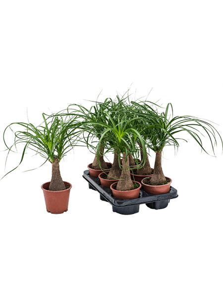 Бокарнея Изогнутый 6/tray  H35×W35 D12×11 см 