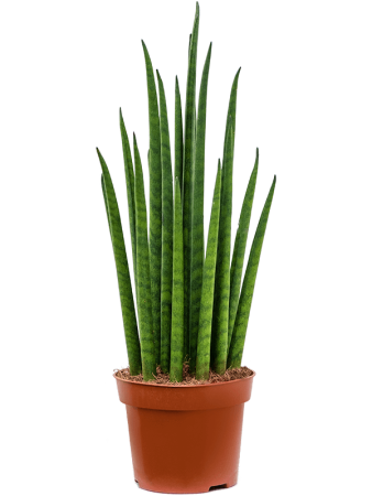 Сансевиерия Cylindrica 'Mikado' 6/tray  H40×W15 D12×9 см 