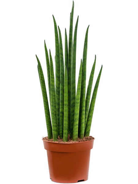 Сансевиерия Cylindrica 'Mikado' 6/tray  H40×W15 D12×9 см 