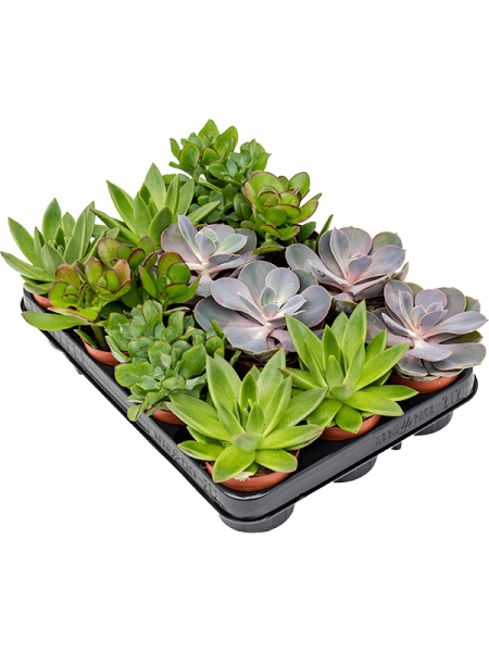 Суккулентен Mix 12/tray  H15×W15 D9×8 см 