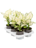 Аглаонема 'White Joy' 6/tray  H30×W30 D12×9 см 