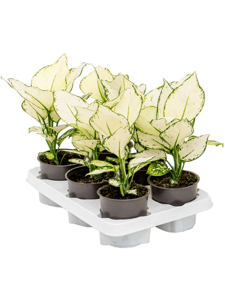 Аглаонема 'White Joy' 6/tray  H30×W30 D12×9 см 