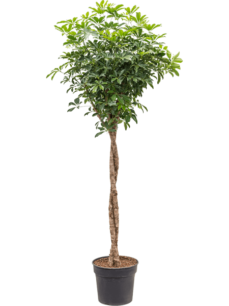Шеффлера Arboricola 'Compacta'  H190×W80 D38×32 см 