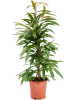 Фикус Биннендейка 'Amstel King'  H90×W40 D21×19 см 