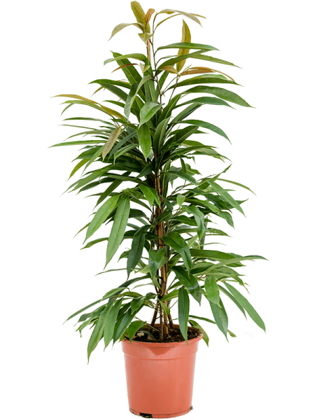 Фикус Биннендейка 'Amstel King'  H90×W40 D21×19 см 