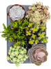 Суккулентен Mix 6/tray  H20×W15 D12×11 см 