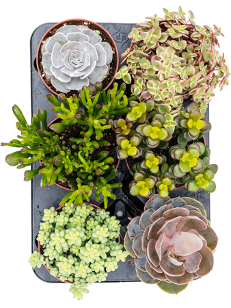 Суккулентен Mix 6/tray  H20×W15 D12×11 см 