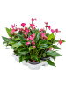 Антуриум Андрея 'Cirano' 6/tray  H40×W30 D12×10 см 