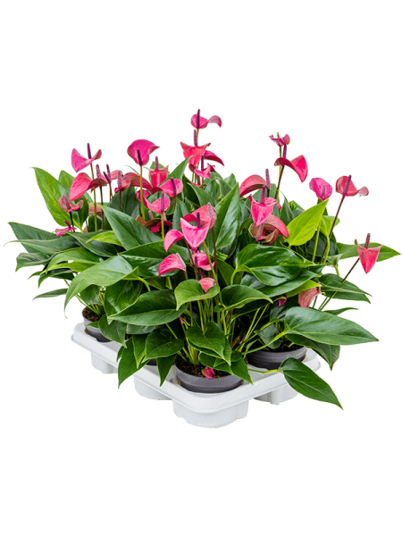 Антуриум Андрея 'Cirano' 6/tray  H40×W30 D12×10 см 