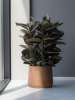 Фикус Elastica 'Abidjan'  H80×W45 D24×21 см 