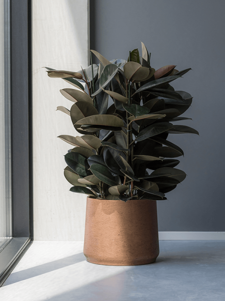 Фикус Elastica 'Abidjan'  H80×W45 D24×21 см 