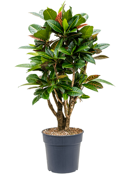 Кротон Пёстролистный Кодиеум 'Petra' 90-110  H110×W50 D27×25 см 