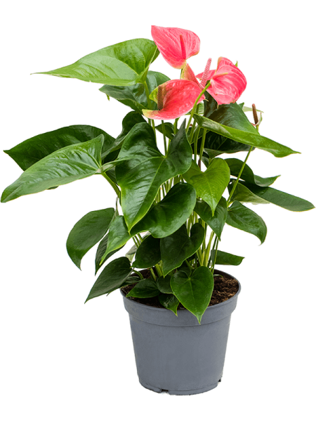 Антуриум Андрея 'Maine' 4/tray  H65×W35 D17×14 см 