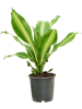 Драцена Fragrans 'Burley' 6/tray  H40×W25 D13×12 см 