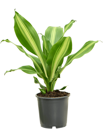 Драцена Fragrans 'Burley' 6/tray  H40×W25 D13×12 см 