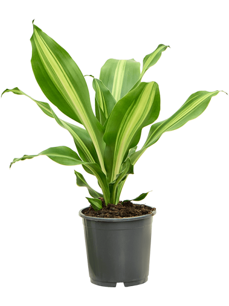 Драцена Fragrans 'Burley' 6/tray  H40×W25 D13×12 см 