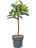 Фикус Elastica 'Robusta'  H130×W70 D30×27 см 