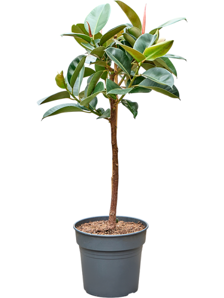 Фикус Elastica 'Robusta'  H130×W70 D30×27 см 