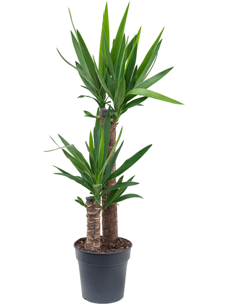 Юкка Elephantipes  H95×W45 D21×20 см 