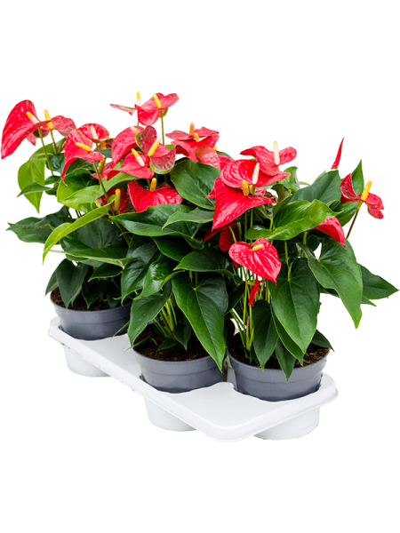Антуриум Андрея 'Sierra'4/tray  H55×W35 D17×14 см 