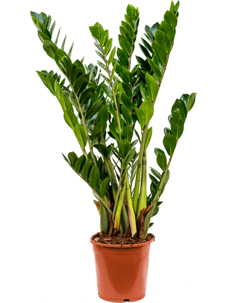 Замиокулькас Замиевиднолистный  H80×W45 D21×19 см 