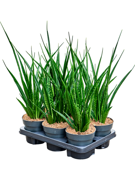 Сансевиерия Киркии 'Friends' 6/tray  H50×W30 D14×12 см 