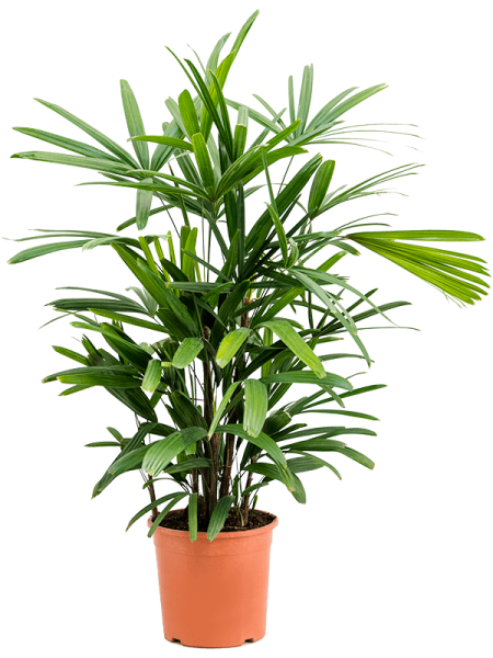 Рапис Excelsa 80-100  H90×W35 D21×18 см 