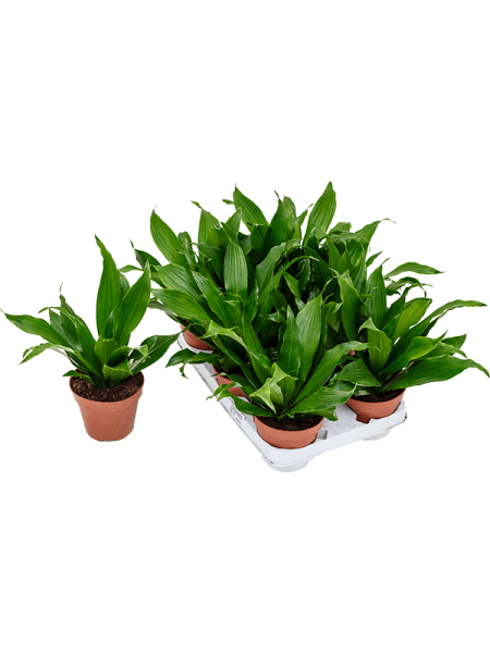 Драцена Fragrans Грин ' Jewel' 8/tray  H27×W25 D12×10 см 