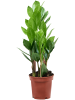 Замиокулькас Замиевиднолистный 9/tray  H30×W15 D11×9 см 