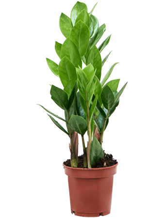 Замиокулькас Замиевиднолистный 9/tray  H30×W15 D11×9 см 