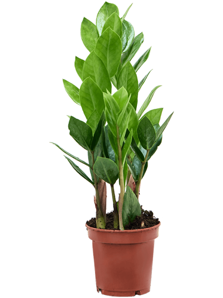 Замиокулькас Замиевиднолистный 9/tray  H30×W15 D11×9 см 