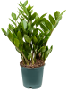 Замиокулькас Замиевиднолистный 8/tray  H40×W20 D14×13 см 