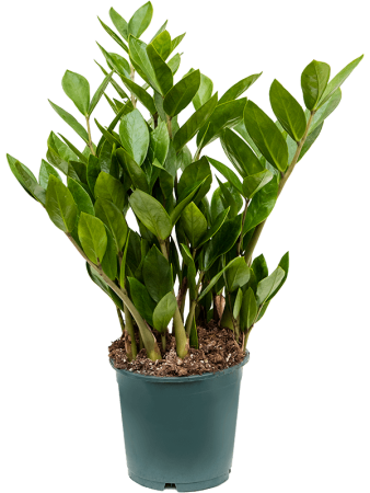 Замиокулькас Замиевиднолистный 8/tray  H40×W20 D14×13 см 