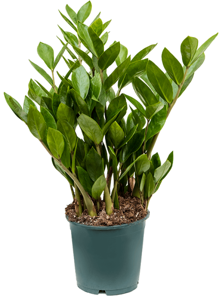 Замиокулькас Замиевиднолистный 8/tray  H40×W20 D14×13 см 
