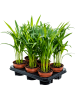 Дипсис Арекa Желтоватый 6/tray  H45×W25 D12×10 см 