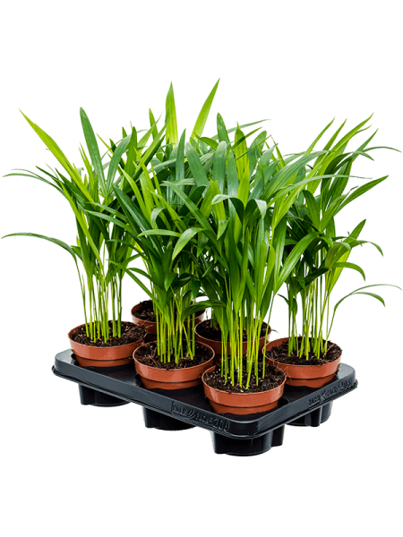 Дипсис Арекa Желтоватый 6/tray  H45×W25 D12×10 см 