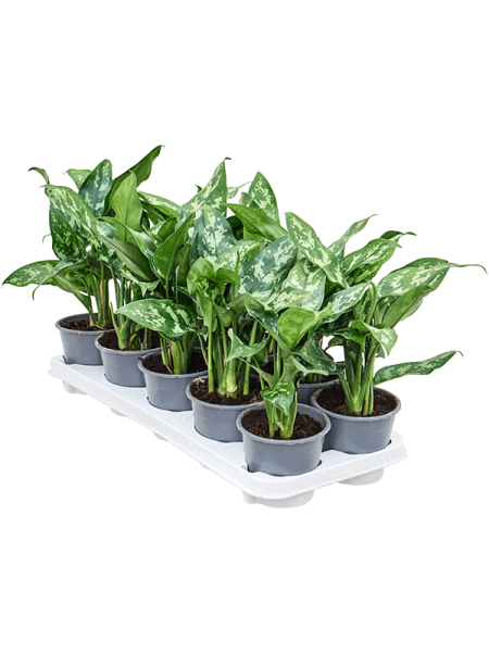 Аглаонема 'Maria' 10/tray  H25×W20 D12 см 