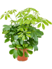 Шеффлера Arboricola 'Nora' 6/tray  H45×W30 D13×12 см 