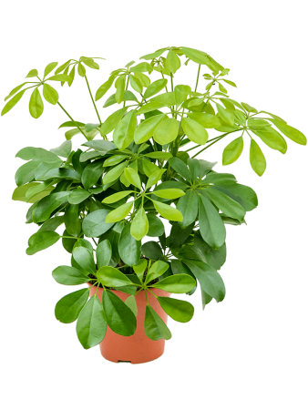 Шеффлера Arboricola 'Nora' 6/tray  H45×W30 D13×12 см 