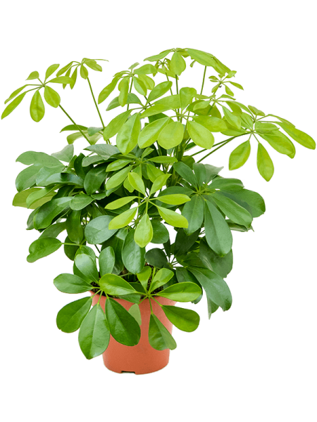 Шеффлера Arboricola 'Nora' 6/tray  H45×W30 D13×12 см 