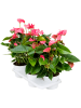 Антуриум Андрея 'Pink Champion' 4/tray  H55×W35 D17×14 см 